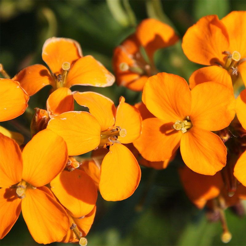 Erysimum Flower seeds for Planting Wildflower Mix Heirloom & GMO Free Seeds for Home Garden
Sale seeds for home garden planting