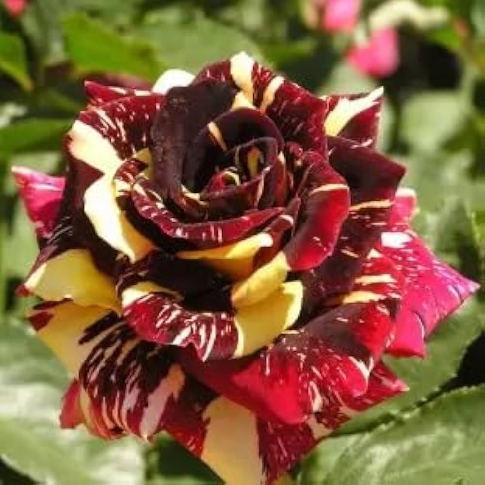 Marron Cream Rose Flower seeds for Planting Cut Flower Favorite Heirloom & GMO Free Seeds for Home Garden
Sale seeds for home garden planting