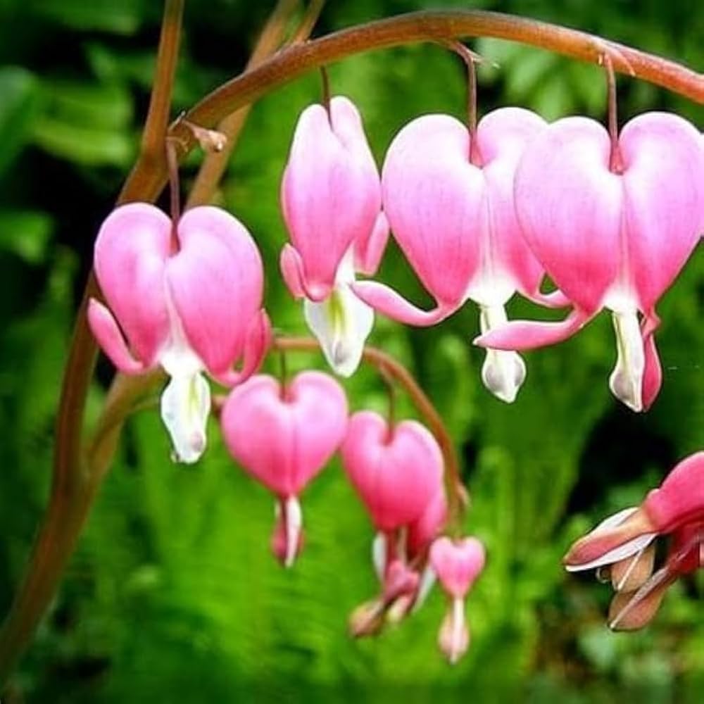 Bleeding Heart Flower seeds for Planting Hardy Variety Heirloom & GMO Free Seeds for Home Garden
Sale seeds for home garden planting