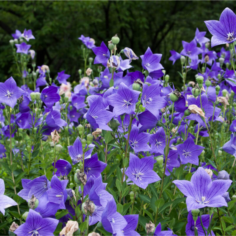Patycodon Flower seeds for Planting Low Maintenance Heirloom & GMO Free Seeds for Home Garden
Sale seeds for home garden planting