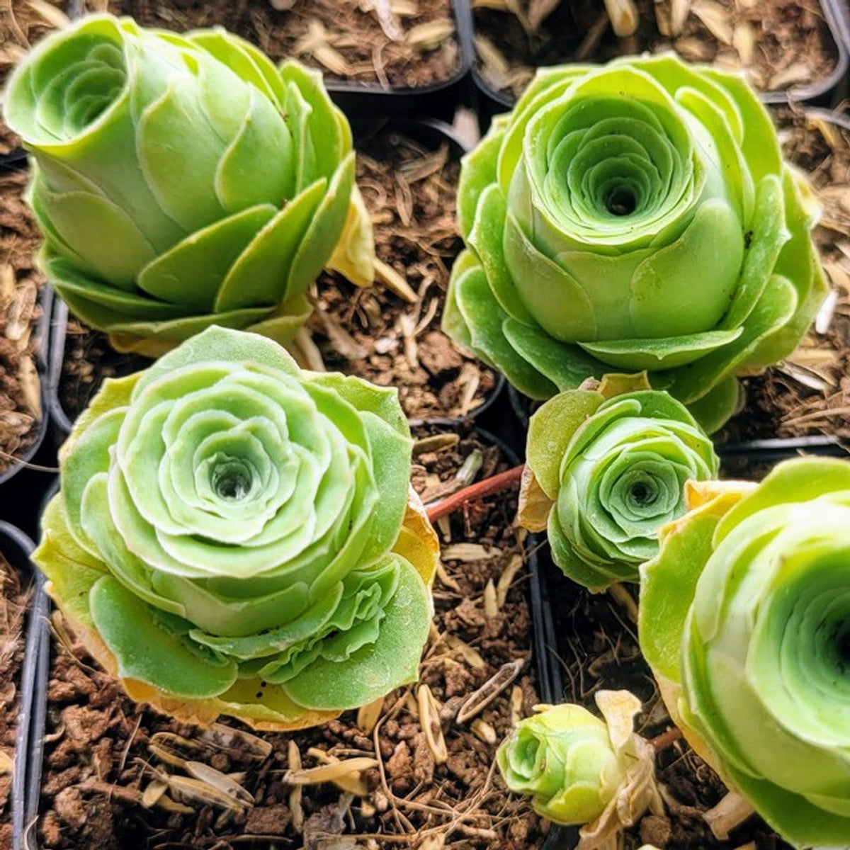 Aamish Succulent Flower seeds for Planting Easy to Grow