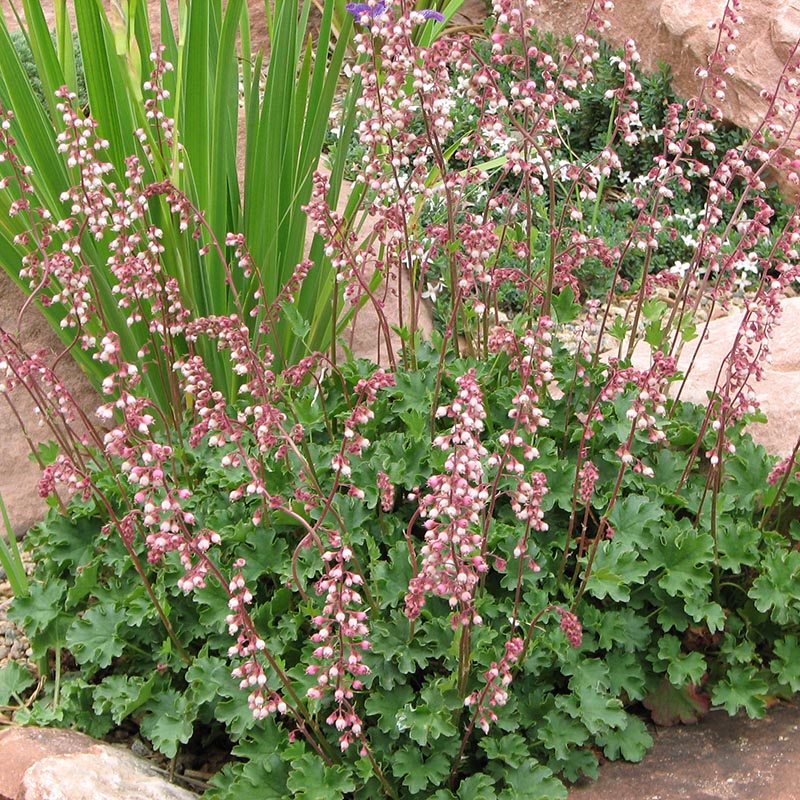 Heuchera Pulchella Flower seeds for Planting Bright Blooms Heirloom & GMO Free Seeds for Home Garden
Sale for planting in home garden