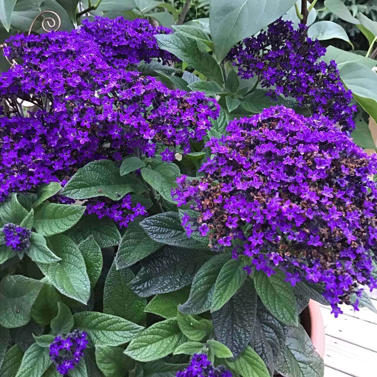 専用　ヘリオトロープ 植え付け用新鮮なヘリオトロープの花の種子 - 日陰に強い – Pure Asia