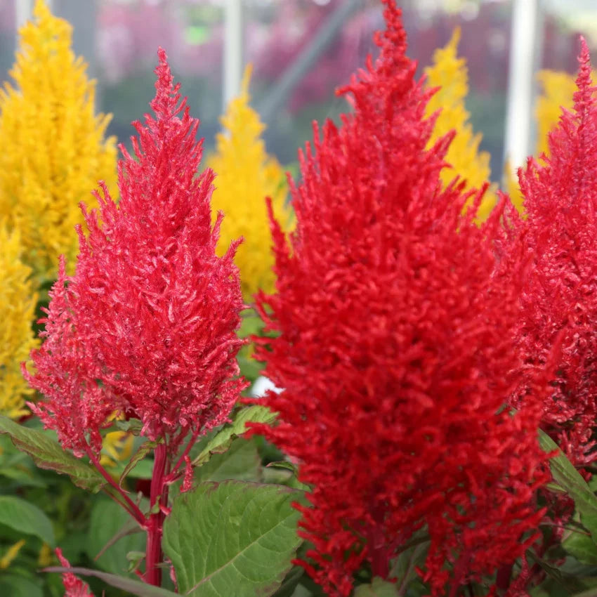 Mixed Celosia Argentea Flower seeds for Planting - Hardy Variety, Heirloom & GMO Free Seeds for Home Garden
Sale seeds for planting in home garden