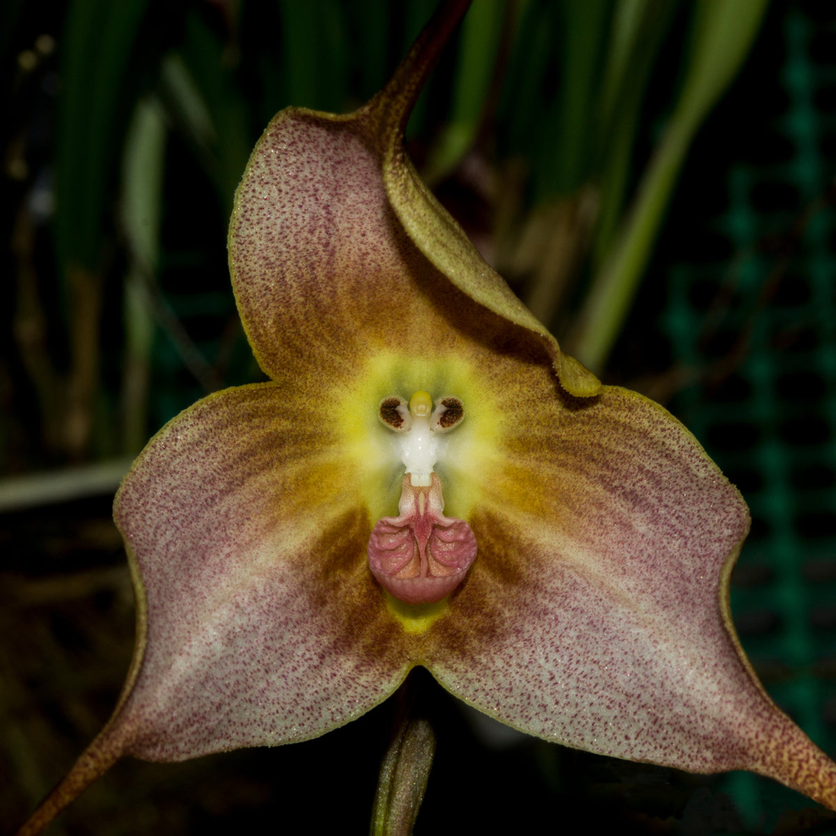 Brown Dracula Flower seeds for Planting Cut Flower Favorite Heirloom & GMO Free Seeds for Home Garden
Sale seeds for home garden planting
