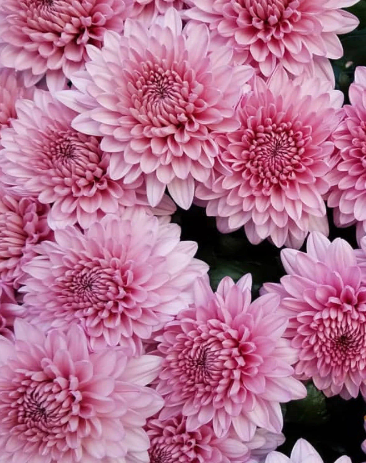 Baby Pink Chrysanthemum Flower seeds for Planting - Premium Quality, Heirloom & GMO Free Seeds for Home Garden
Sale seeds for planting in home garden