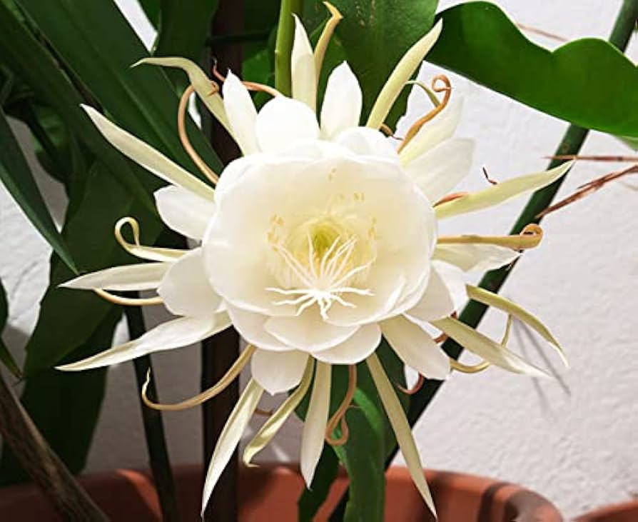 Epiphyllum Oxypetalum Flower seeds for Planting - Pollinator Friendly, Heirloom & GMO Free Seeds for Home Garden
Sale seeds for planting in home garden