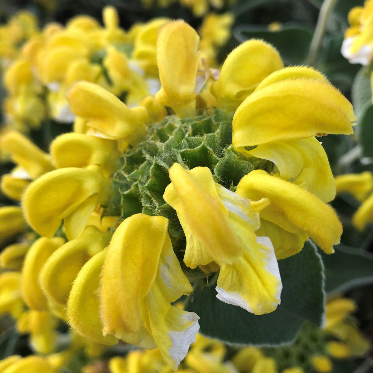 Yellow Jerusalem Sage Flower seeds for Planting Hardy Variety Heirloom & GMO Free Seeds for Home Garden
Sale seeds for home garden planting