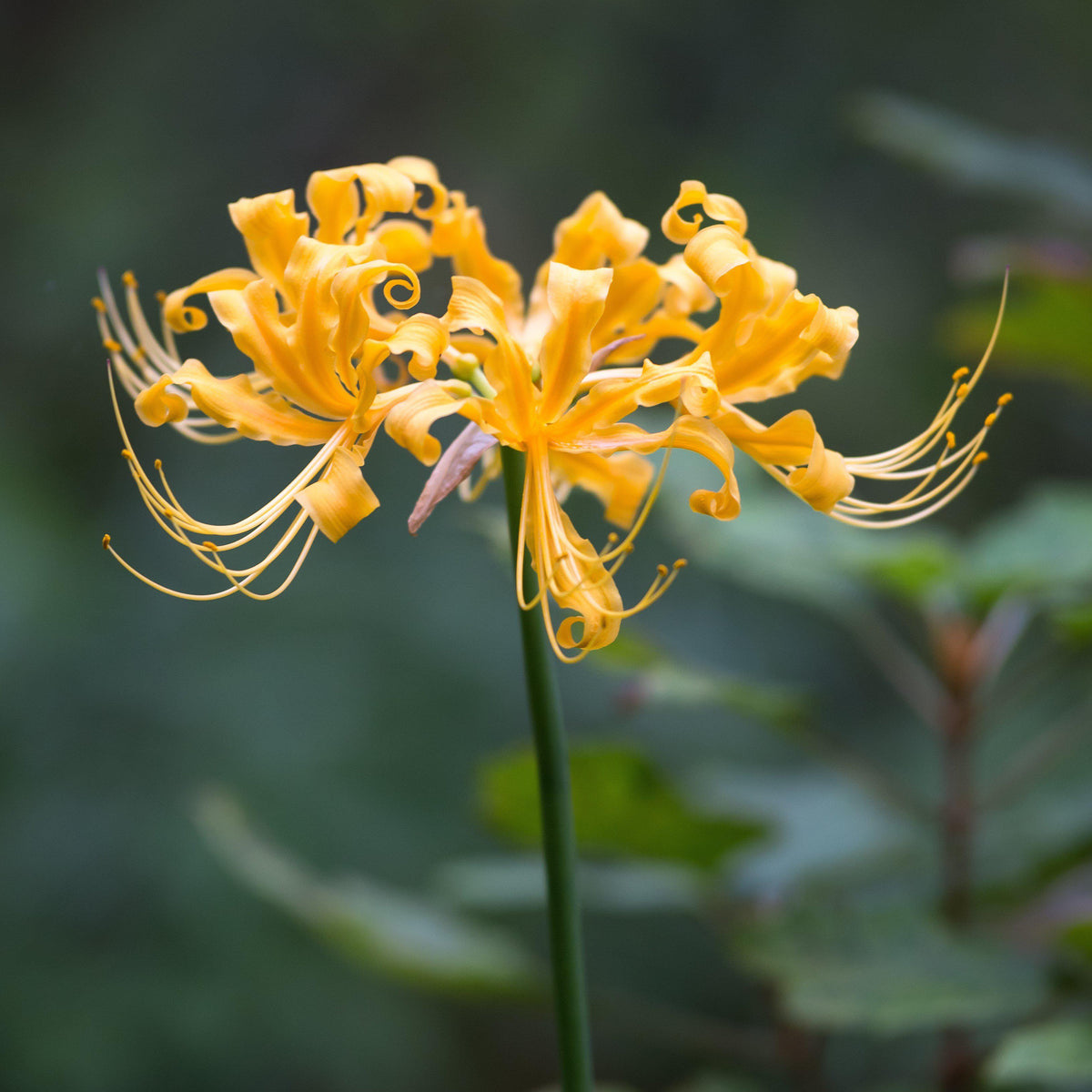 Lycoris Radiata Flower seeds for Planting Shade Tolerant Heirloom & GMO Free Seeds for Home Garden
Sale seeds for home garden planting