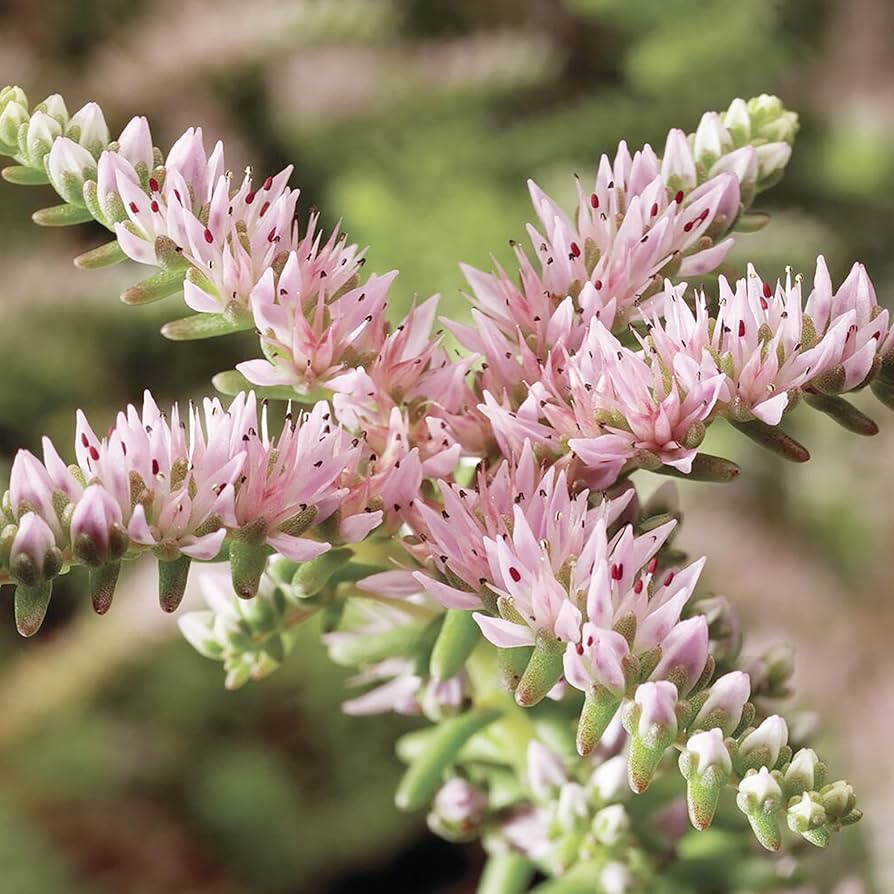 Pink White Sedum Pulchellum Flower seeds for Planting - Sun Loving, Heirloom & GMO Free Seeds for Home Garden
Sale seeds for planting in home garden