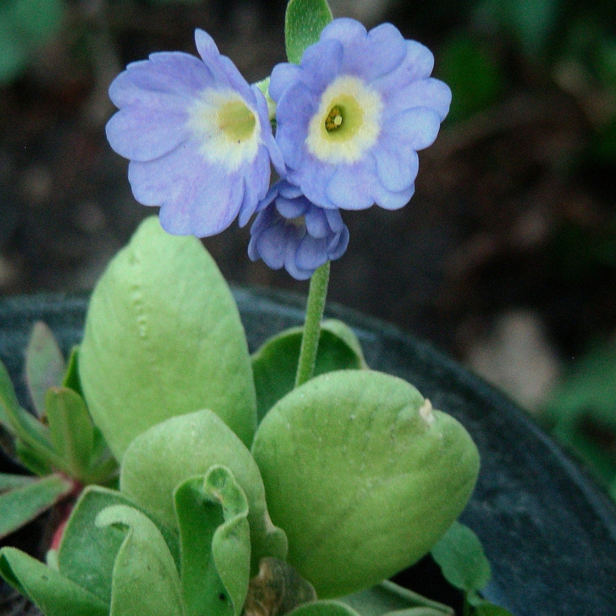 primula flower seeds Blue Primula Auricula Flower seeds for Planting