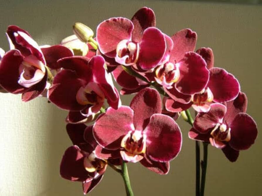 Marron Phalaenopsis Orchid Flower seeds for Planting Easy to Grow Heirloom & GMO Free Seeds for Home Garden
Sale seeds for home garden planting