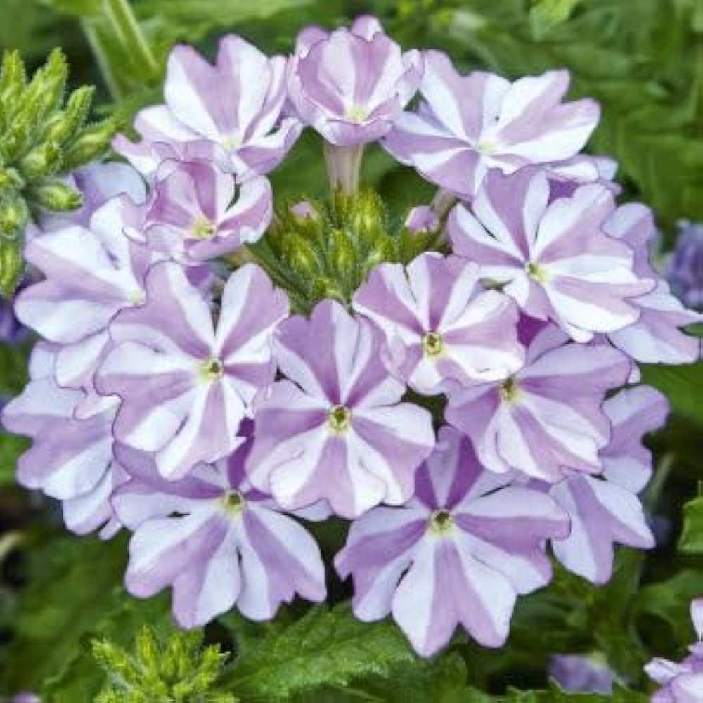 White Purple Verbena Flower seeds for Planting - Easy to Grow, Heirloom & GMO Free Seeds for Home Garden
Sale seeds for planting in home garden