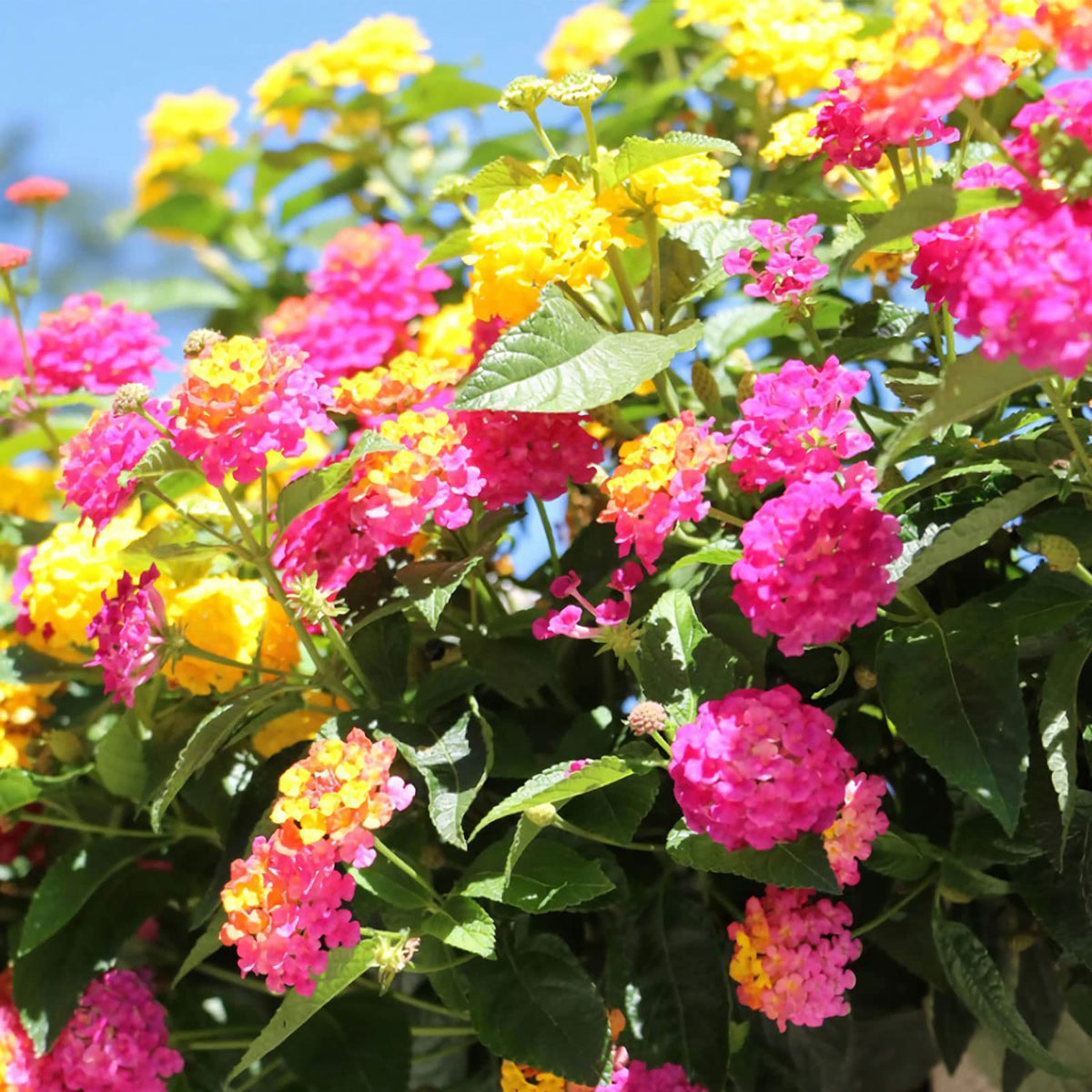 Mix Lantana Flower seeds for Planting Colorful Display Heirloom & GMO Free Seeds for Home Garden
Sale seeds for home garden planting