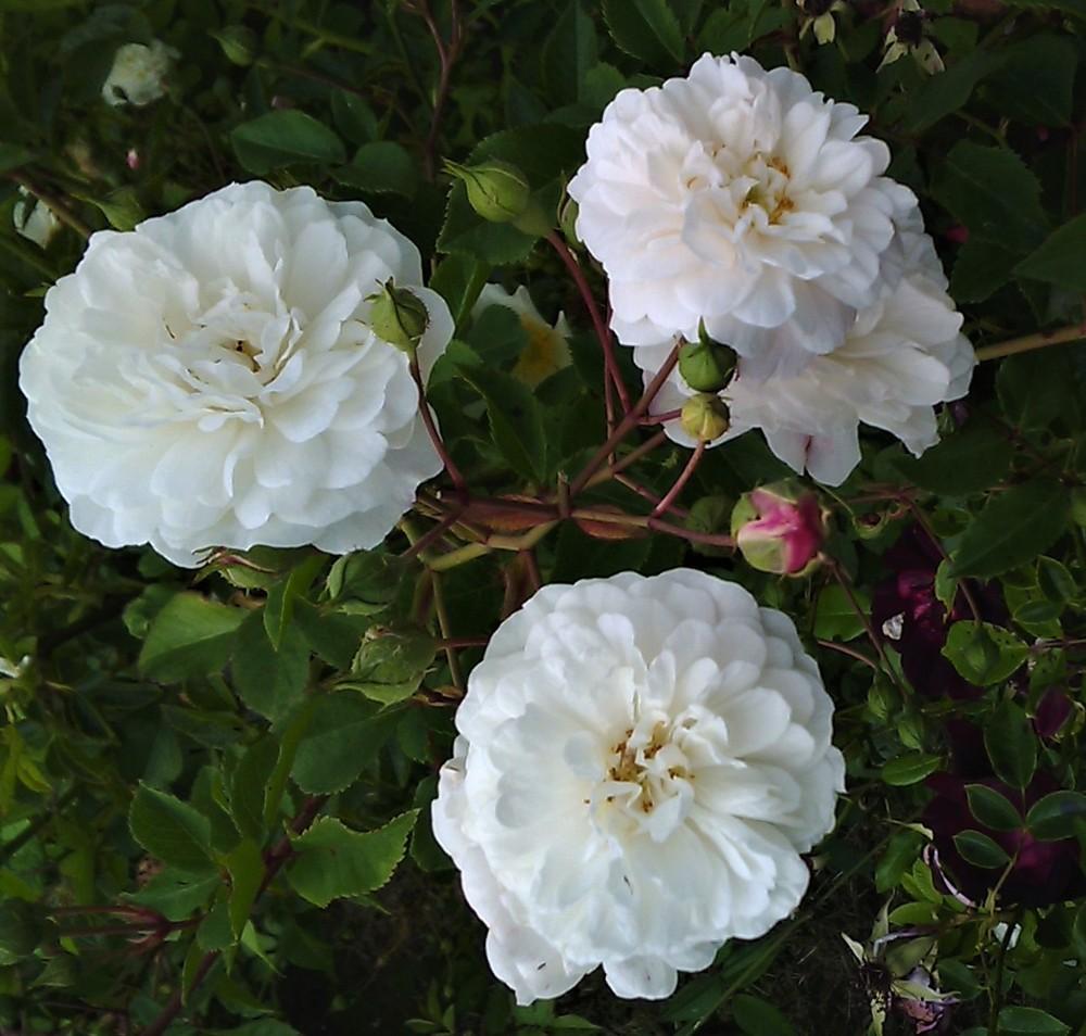 Polyantha Rose Flower seeds for Planting Perfect for Borders Heirloom & GMO Free Seeds for Home Garden
Sale seeds for home garden planting