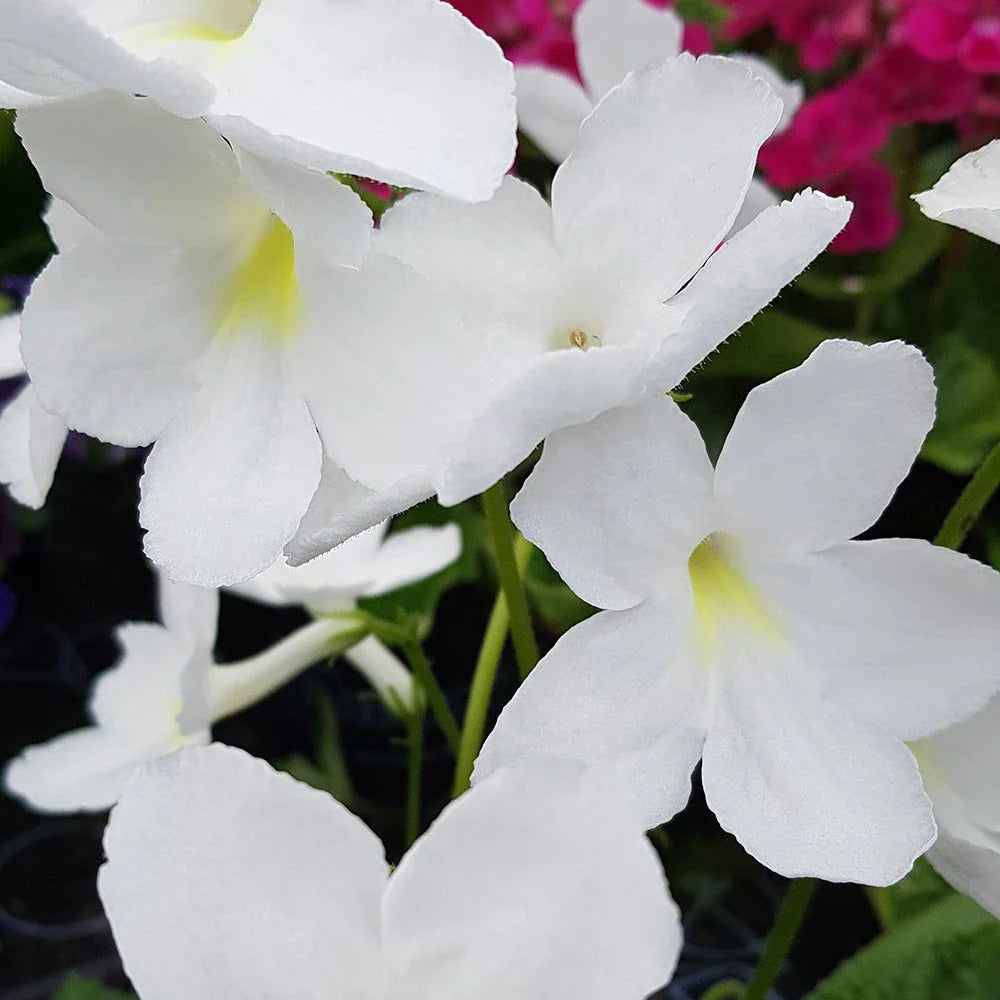 Streptocarpus Flower seeds for Planting Easy to Grow Heirloom & GMO Free Seeds for Home Garden
Sale seeds for home garden planting