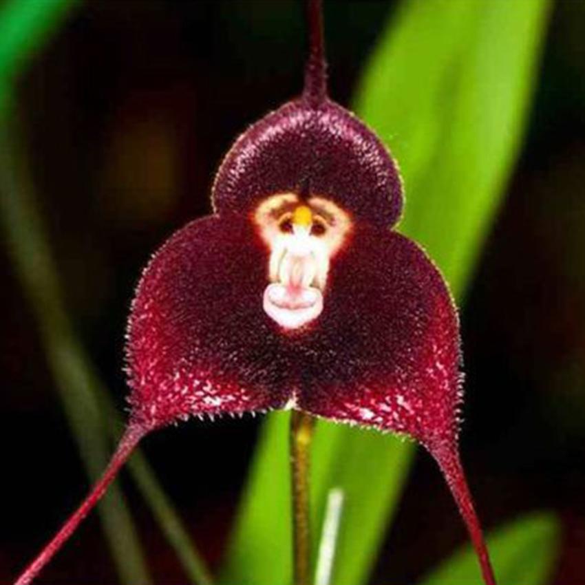 Chocolate Monkey Orchid Flower seeds for Planting Wildflower Mix Heirloom & GMO Free Seeds for Home Garden
Sale seeds for home garden planting