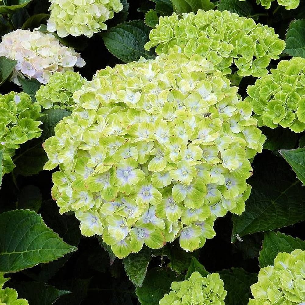 Green White Hydrangea Flower seeds for Planting Fragrant Blossoms Heirloom & GMO Free Seeds for Home Garden
Sale seeds for home garden planting