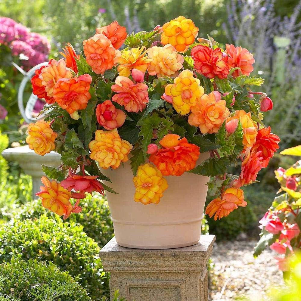 Tuberous Begonias Flower seeds for Planting Long Bloom Season Heirloom & GMO Free Seeds for Home Garden
Sale seeds for home garden planting