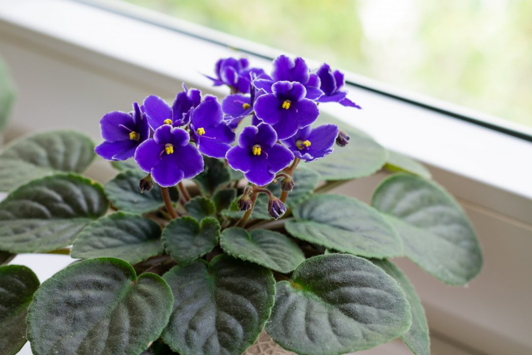 Sky Blue African Violet or Saintpaulia ionantha. Flower seeds for Planting - Long Bloom Season, Heirloom & GMO Free Seeds for Home Garden
Sale seeds for planting in home garden