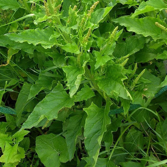 Henry Flower seeds for Planting Hardy Variety Heirloom & GMO Free Seeds for Home Garden
Sale for planting in home garden