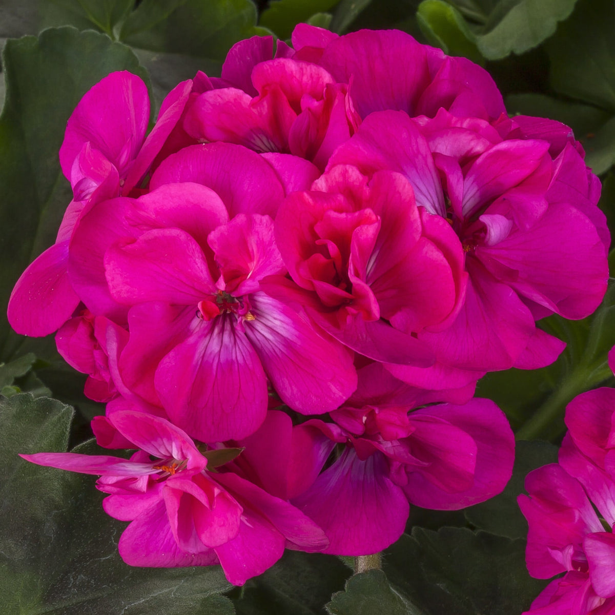 Deep Pink Geraniums Flower seeds for Planting Perfect for Borders Heirloom & GMO Free Seeds for Home Garden
Sale seeds for home garden planting