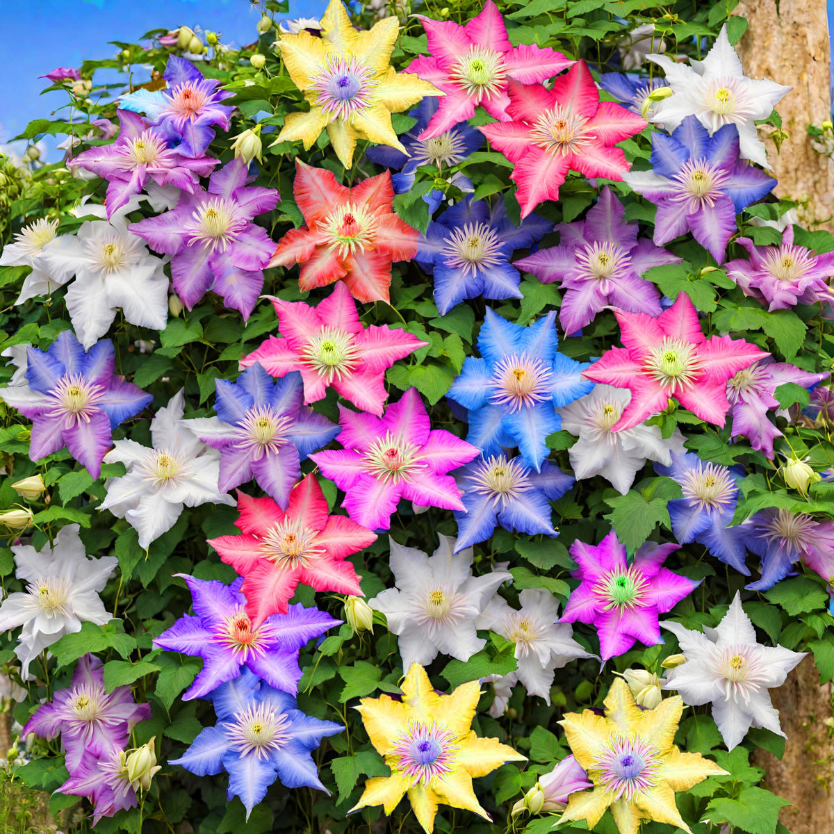 buy jade plant Jade plant main image 0