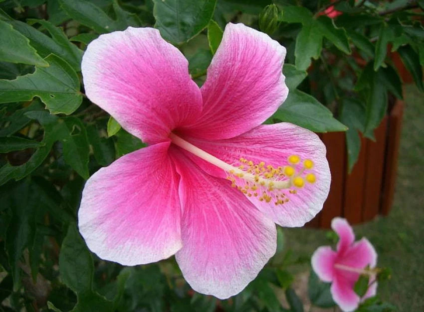 Pink White Hibiscus Flower seeds for Planting - Fragrant Blossoms, Heirloom & GMO Free Seeds for Home Garden
Sale seeds for planting in home garden