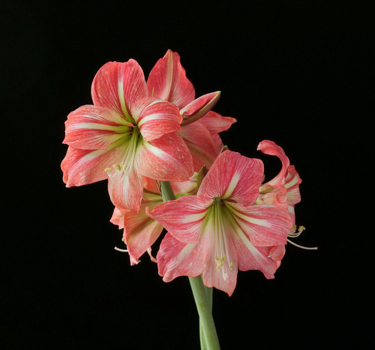 Hippeastrum Flower seeds for Planting Compact Growth Heirloom & GMO Free Seeds for Home Garden
Sale seeds for home garden planting