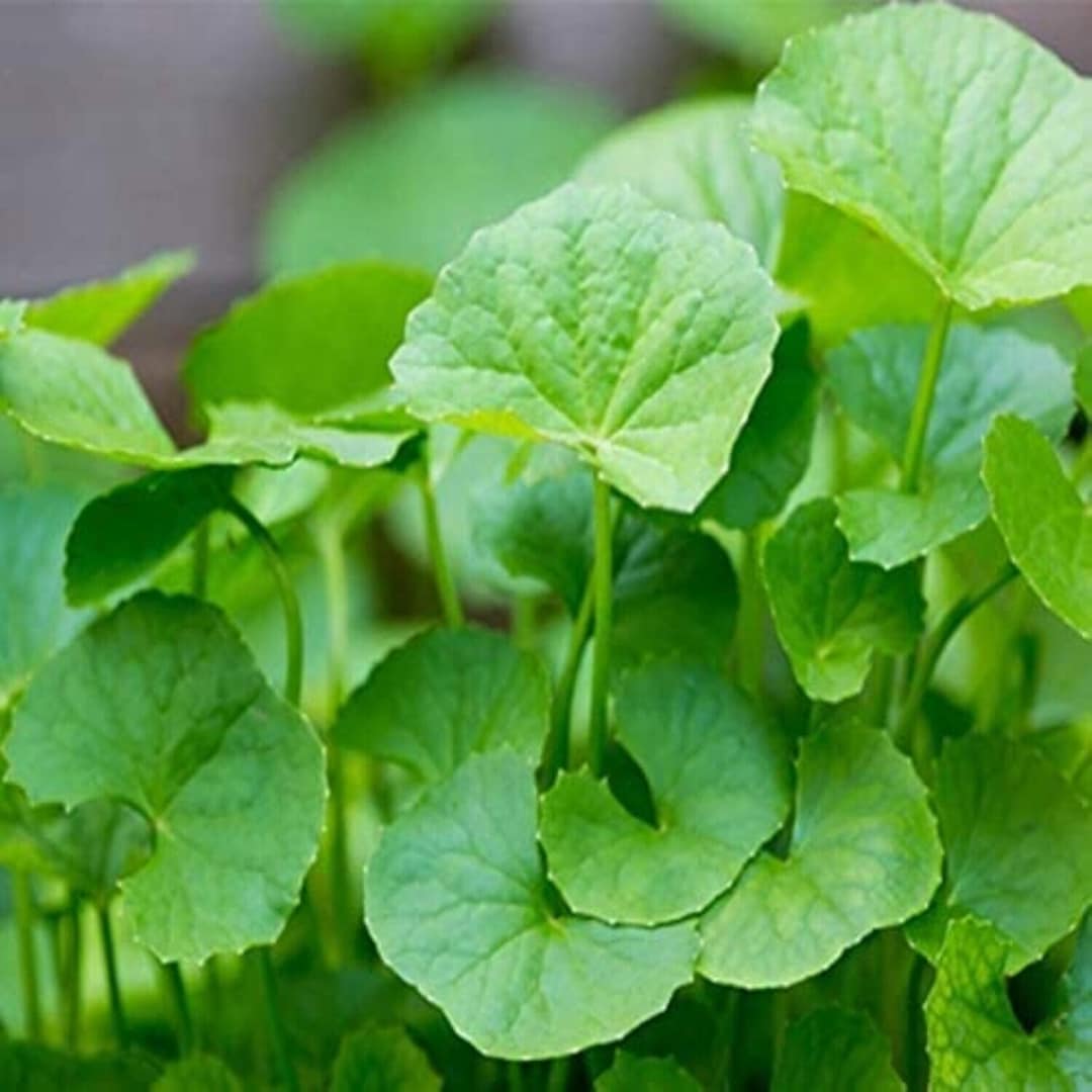 Centella Flower seeds for Planting Shade Tolerant Heirloom & GMO Free Seeds for Home Garden
Sale seeds for home garden planting