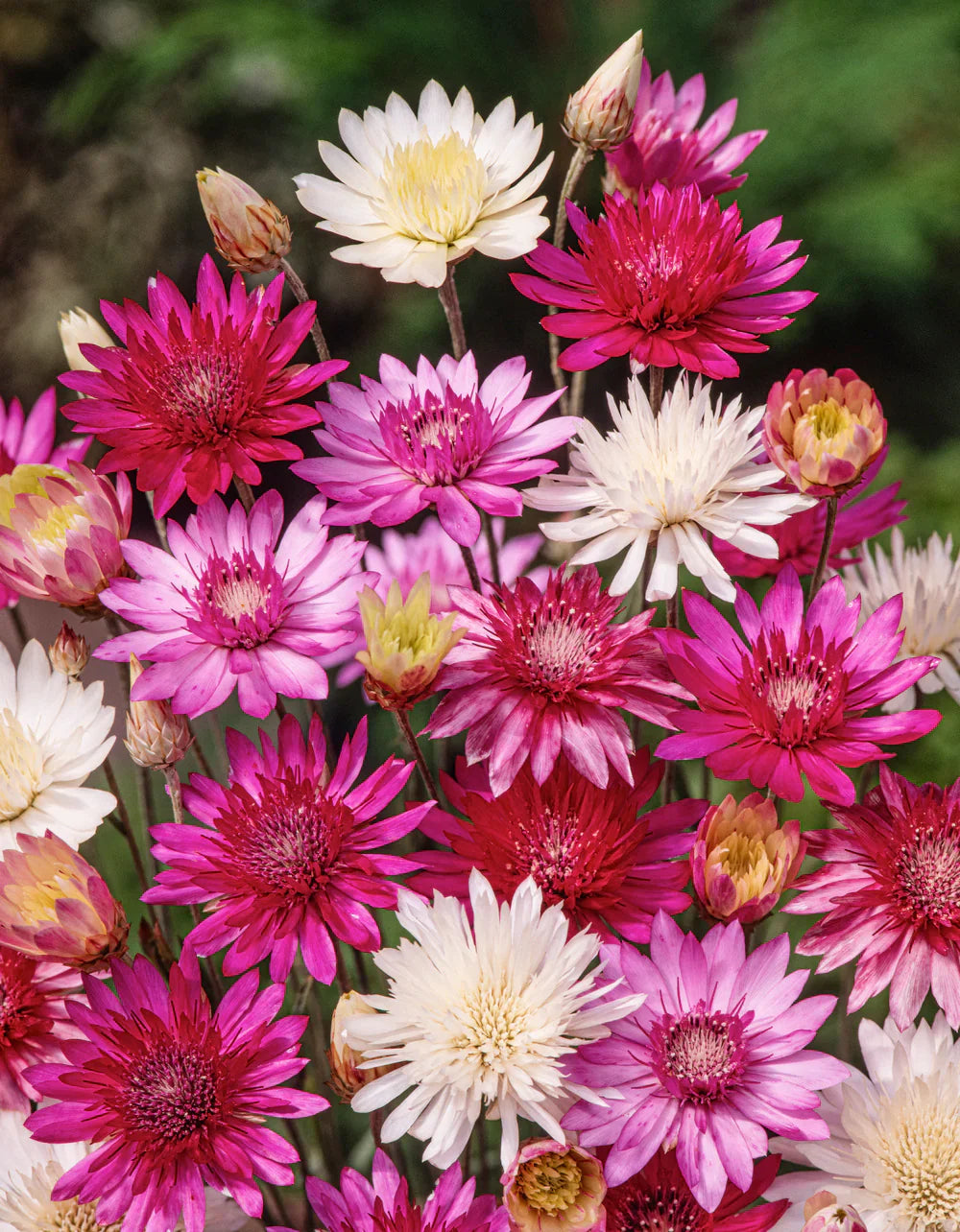 Xeranthemum Annuum Flower seeds for Planting