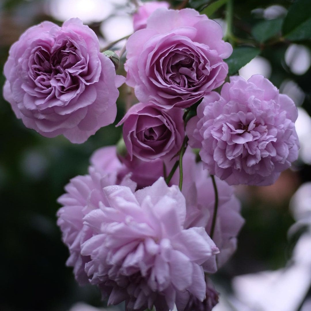 Light Purple Climbing Rose Flower Seeds for Planting Bright Blooms Heirloom & GMO Free Seeds for Home Garden
Sale seeds for home garden planting