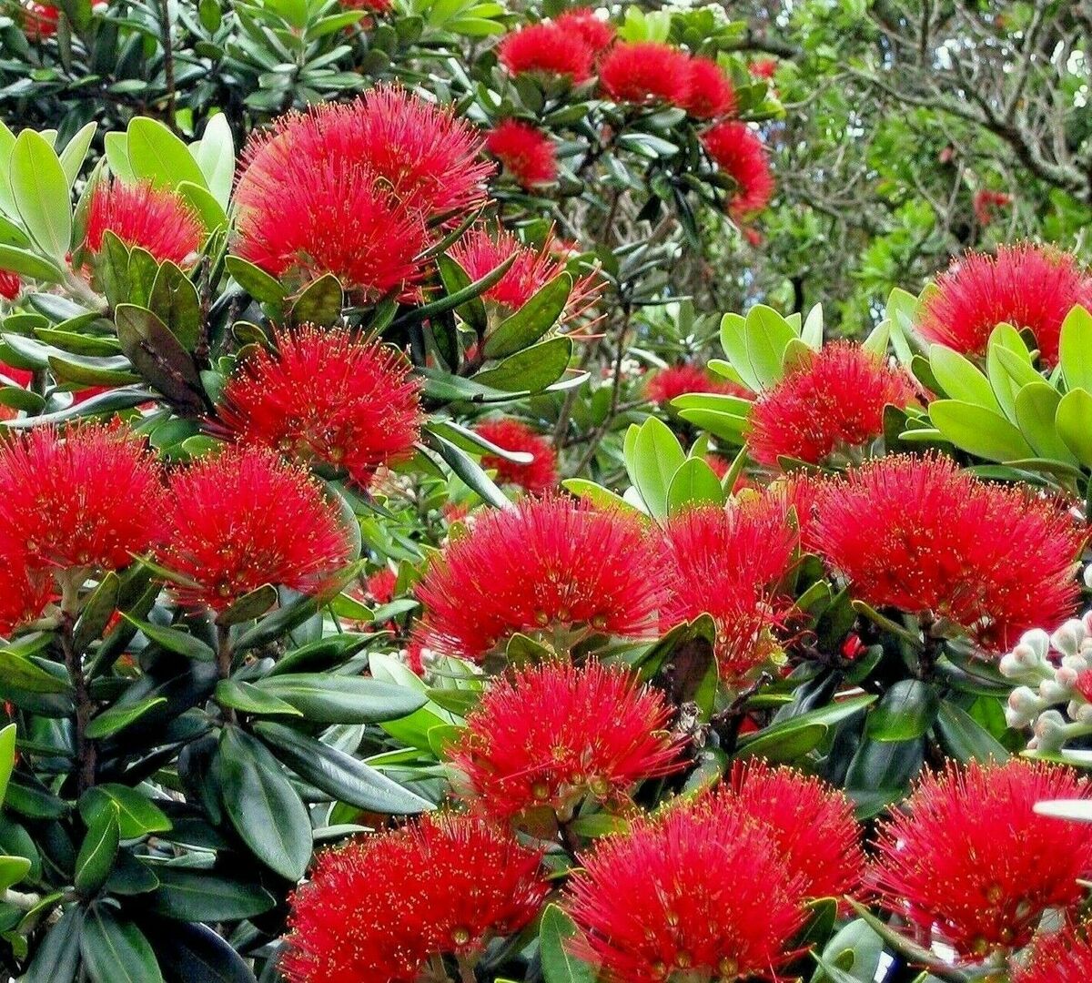 Red Pohutukawa Flower seeds for Planting - Seasonal Bloomer, Heirloom & GMO Free Seeds for Home Garden
Sale seeds for planting in home garden