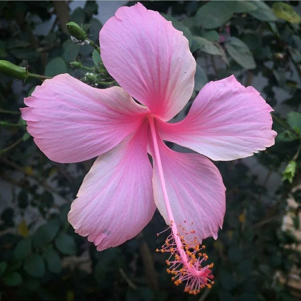 Baby Pink Hibiscus Flower seeds for Planting Garden Favorite Heirloom & GMO Free Seeds for Home Garden
Sale seeds for home garden planting
