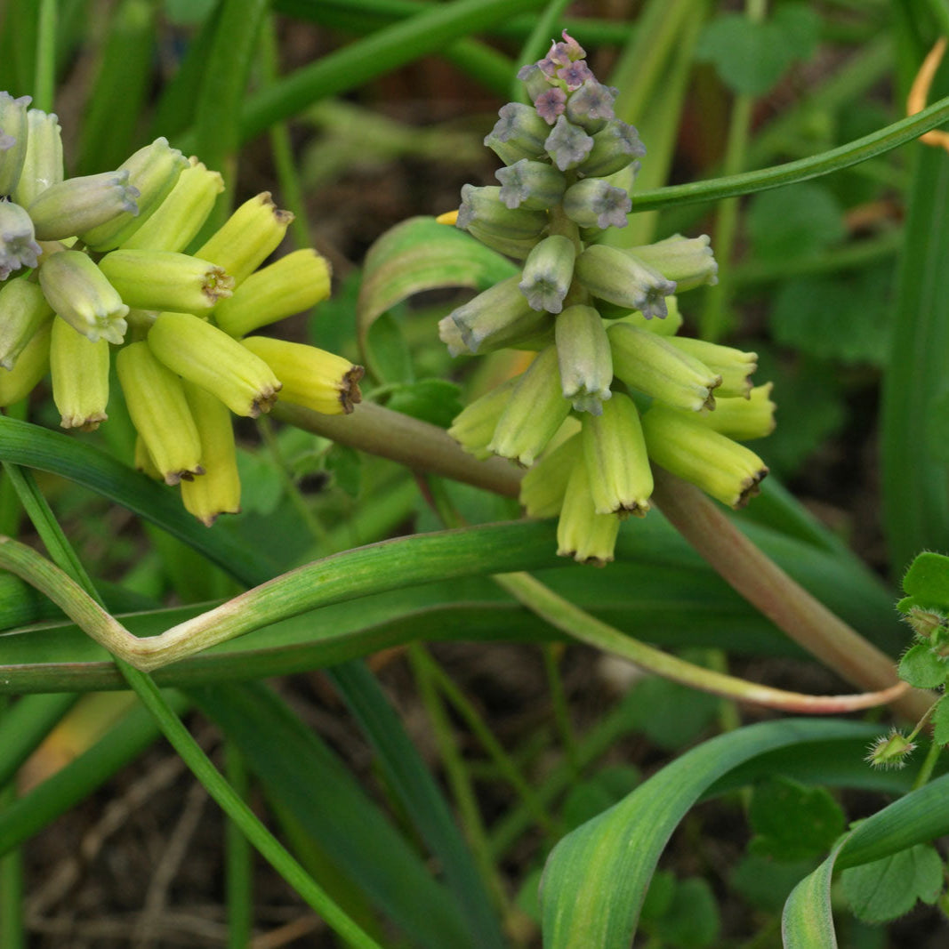 Macrocarpum Flower seeds for Planting - Premium Quality, Heirloom & GMO Free Seeds for Home Garden
Sale for planting in home garden