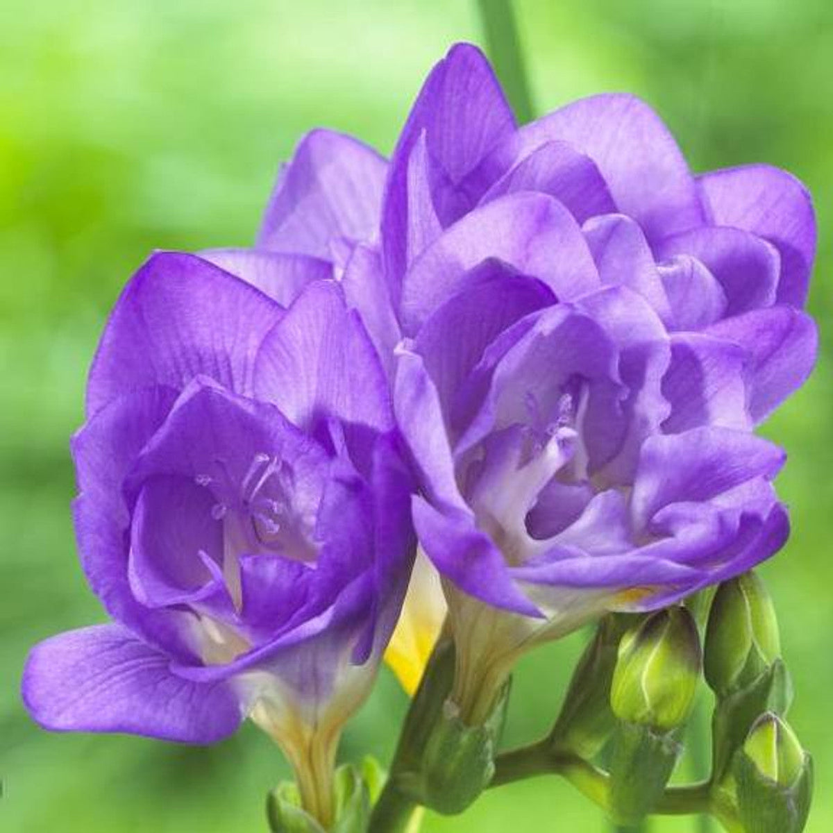 Lavender Freesia Flower seeds for Planting - Pollinator Friendly, Heirloom & GMO Free Seeds for Home Garden
Sale seeds for planting in home garden