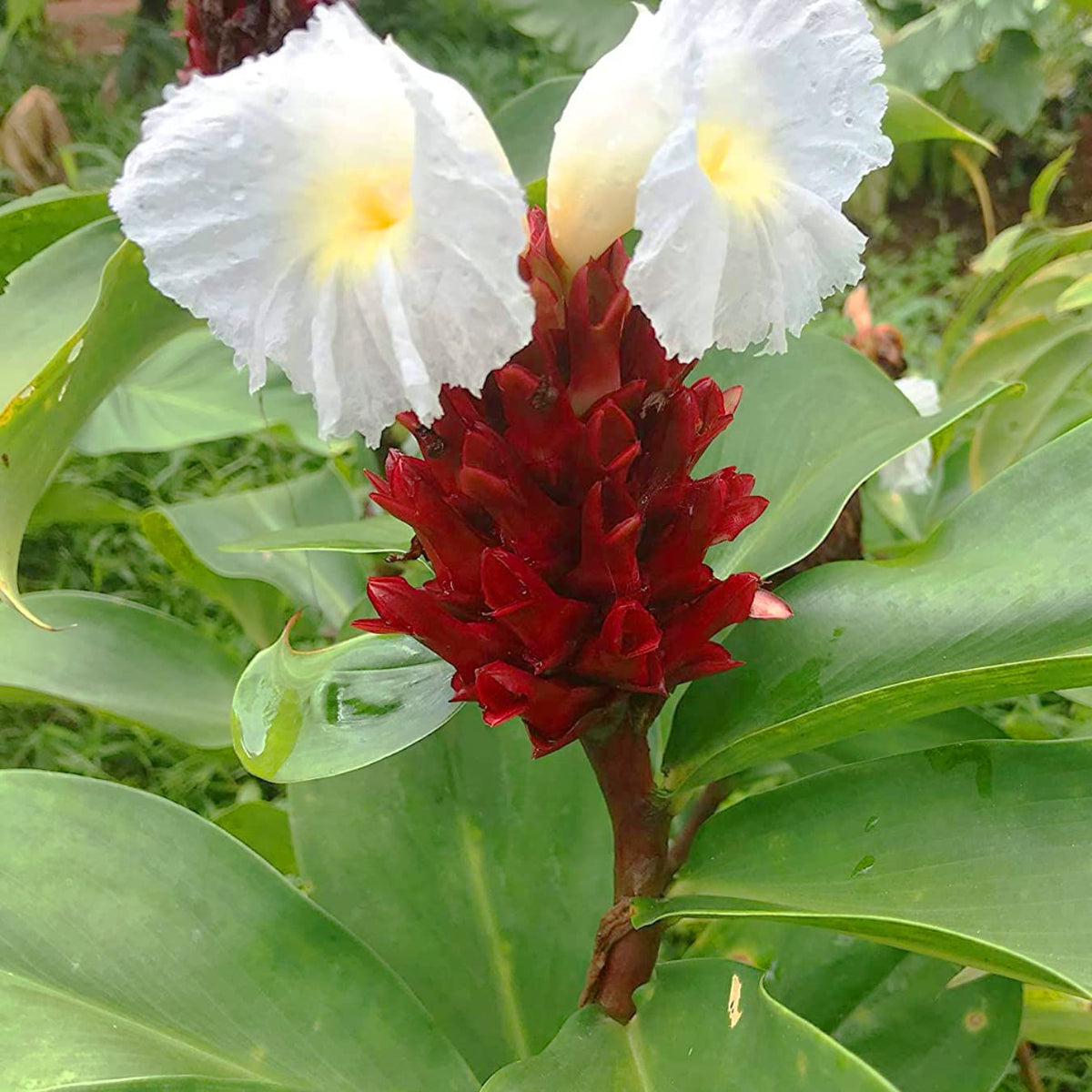 Costus Speciosus Flower seeds for Planting Compact Growth Heirloom & GMO Free Seeds for Home Garden
Sale seeds for home garden planting