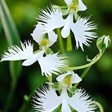 Dove Orchid Flower seeds for Planting - Compact Growth, Heirloom & GMO Free Seeds for Home Garden
Sale seeds for planting in home garden