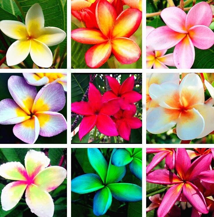 Mixed Egg Flower seeds for Planting Bright Blooms Heirloom & GMO Free Seeds for Home Garden
Sale seeds for home garden planting