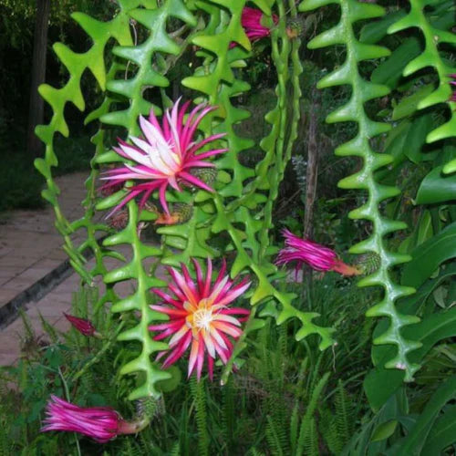 Epiphyllum Anguliger Flower seeds for Planting Bright Blooms Heirloom & GMO Free Seeds for Home Garden
Sale for planting in home garden