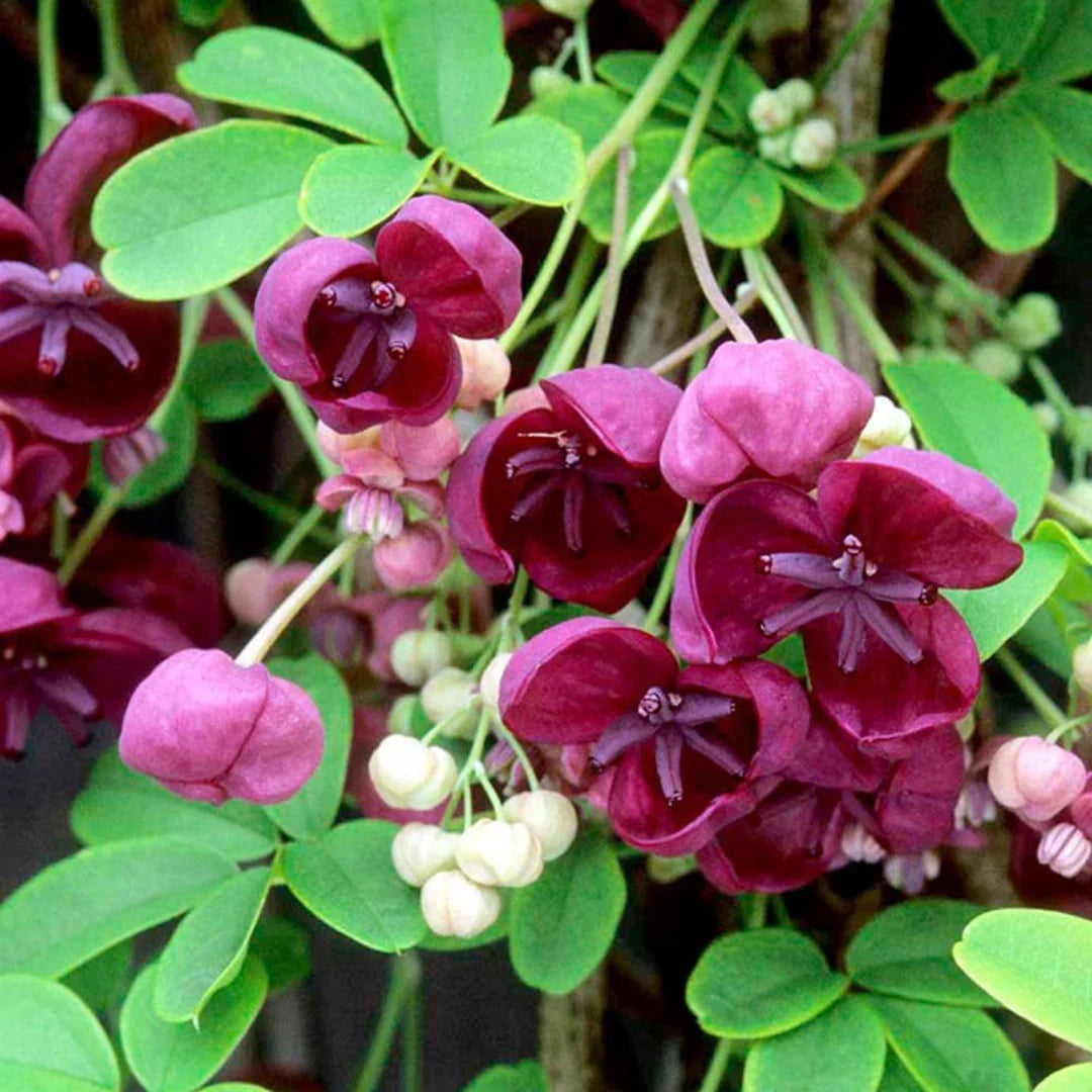 Akebia Flower seeds for Planting Easy to Grow Heirloom & GMO Free Seeds for Home Garden
Sale for planting in home garden