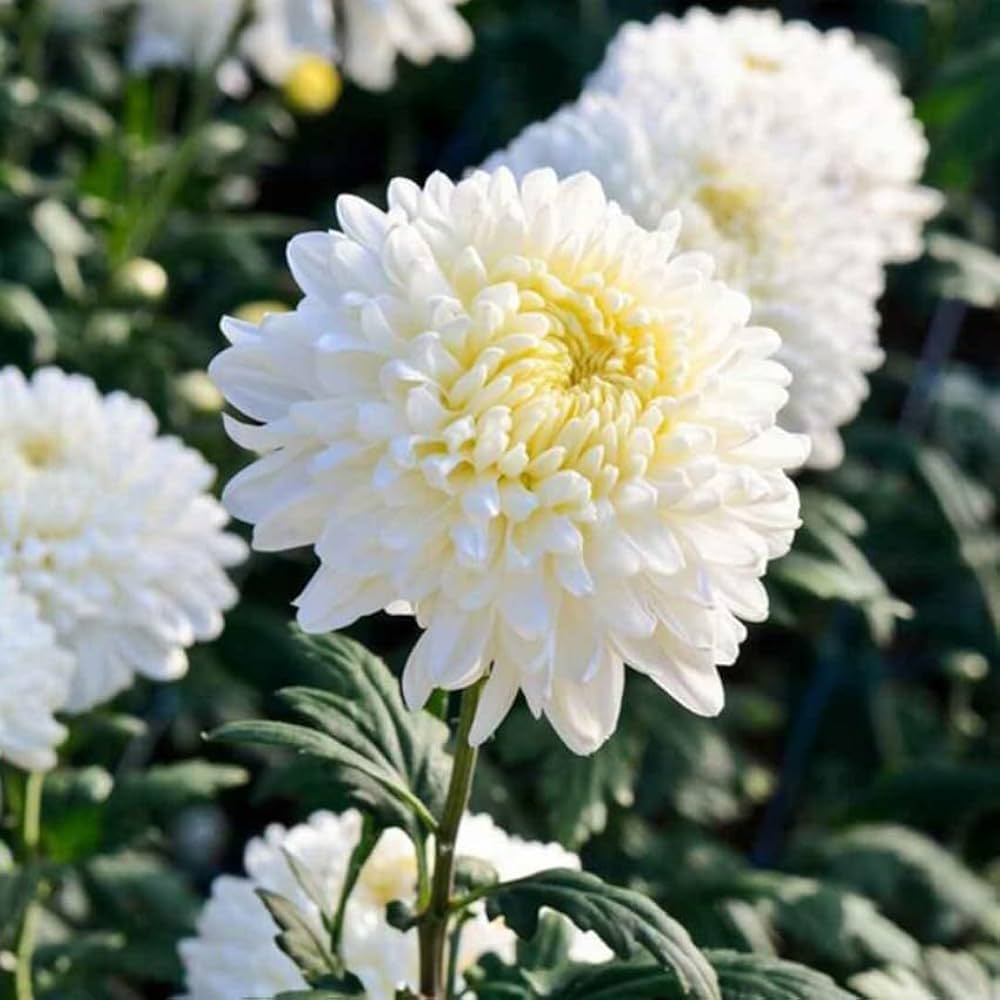 White Chrysanthemum Flower seeds for Planting - Wildflower Mix, Heirloom & GMO Free Seeds for Home Garden
Sale for planting in home garden