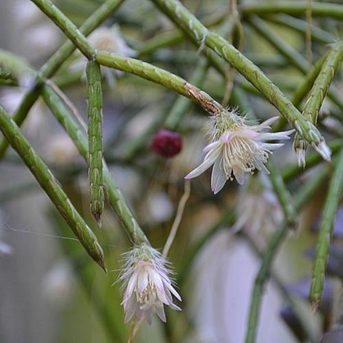 White Pilocarpa Flower seeds for Planting Long Bloom Season Heirloom & GMO Free Seeds for Home Garden
Sale seeds for home garden planting