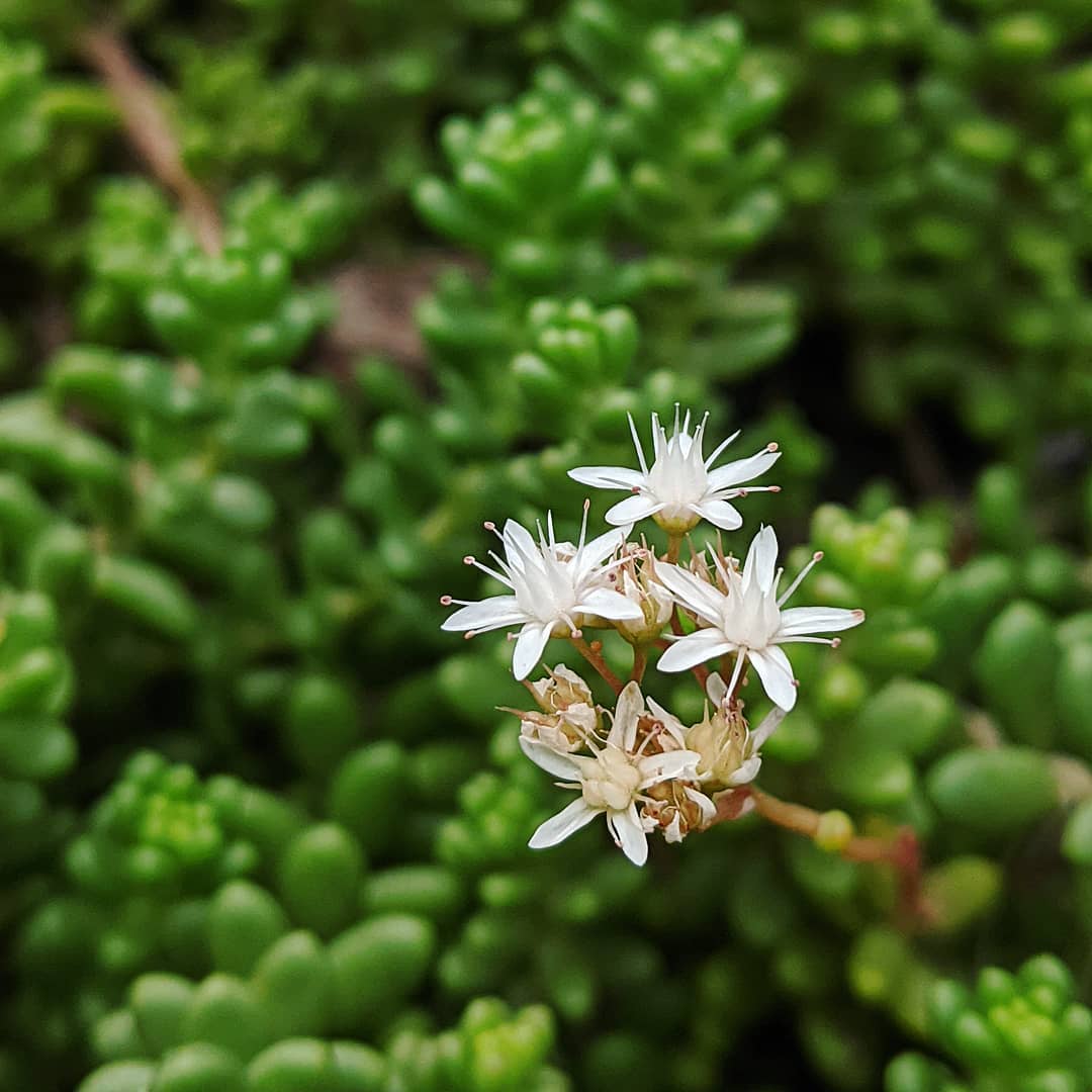 White Sedum Acre Flower seeds for Planting Low Maintenance Heirloom & GMO Free Seeds for Home Garden
Sale seeds for home garden planting