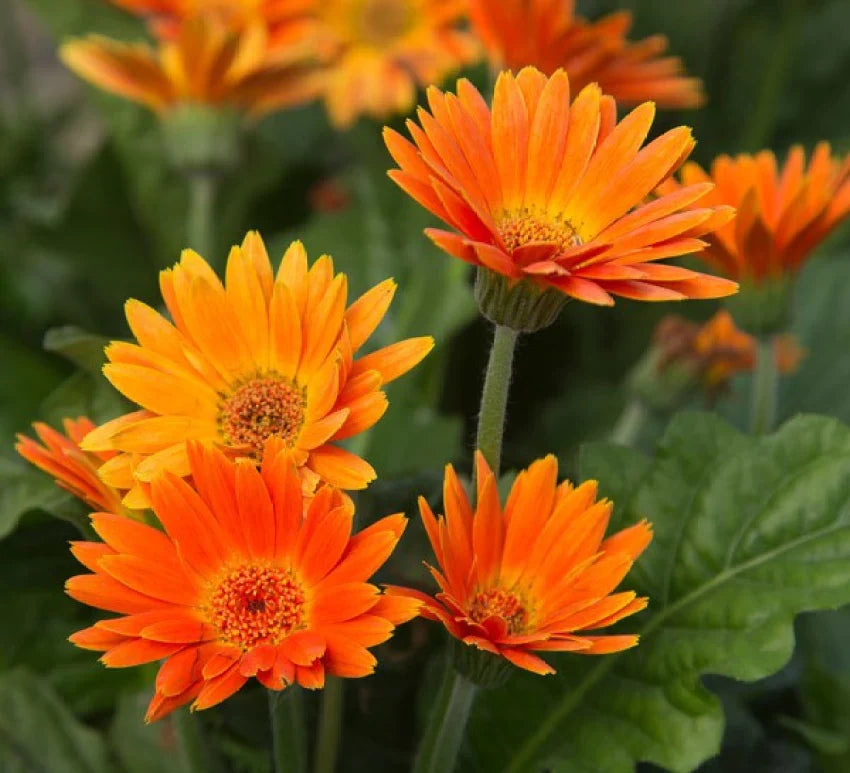Orange Marguerite Flower seeds for Planting - Fragrant Blossoms, Heirloom & GMO Free Seeds for Home Garden
Sale seeds for planting in home garden