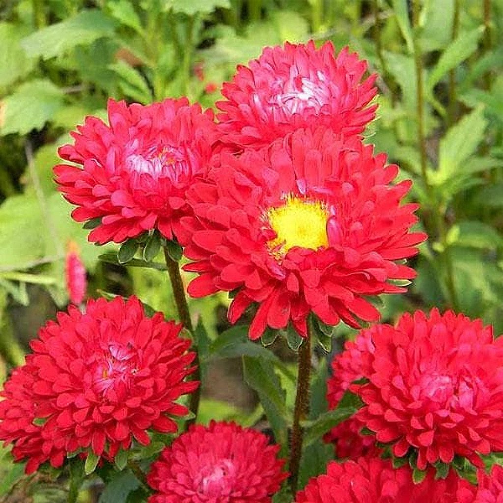 Red Aster Flower seeds for Planting Wildflower Mix Heirloom & GMO Free Seeds for Home Garden
Sale seeds for home garden planting