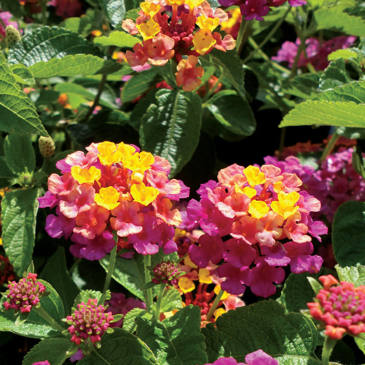 Mixed Rose Lantana Flower seeds for Planting Wildflower Mix Heirloom & GMO Free Seeds for Home Garden
Sale seeds for home garden planting