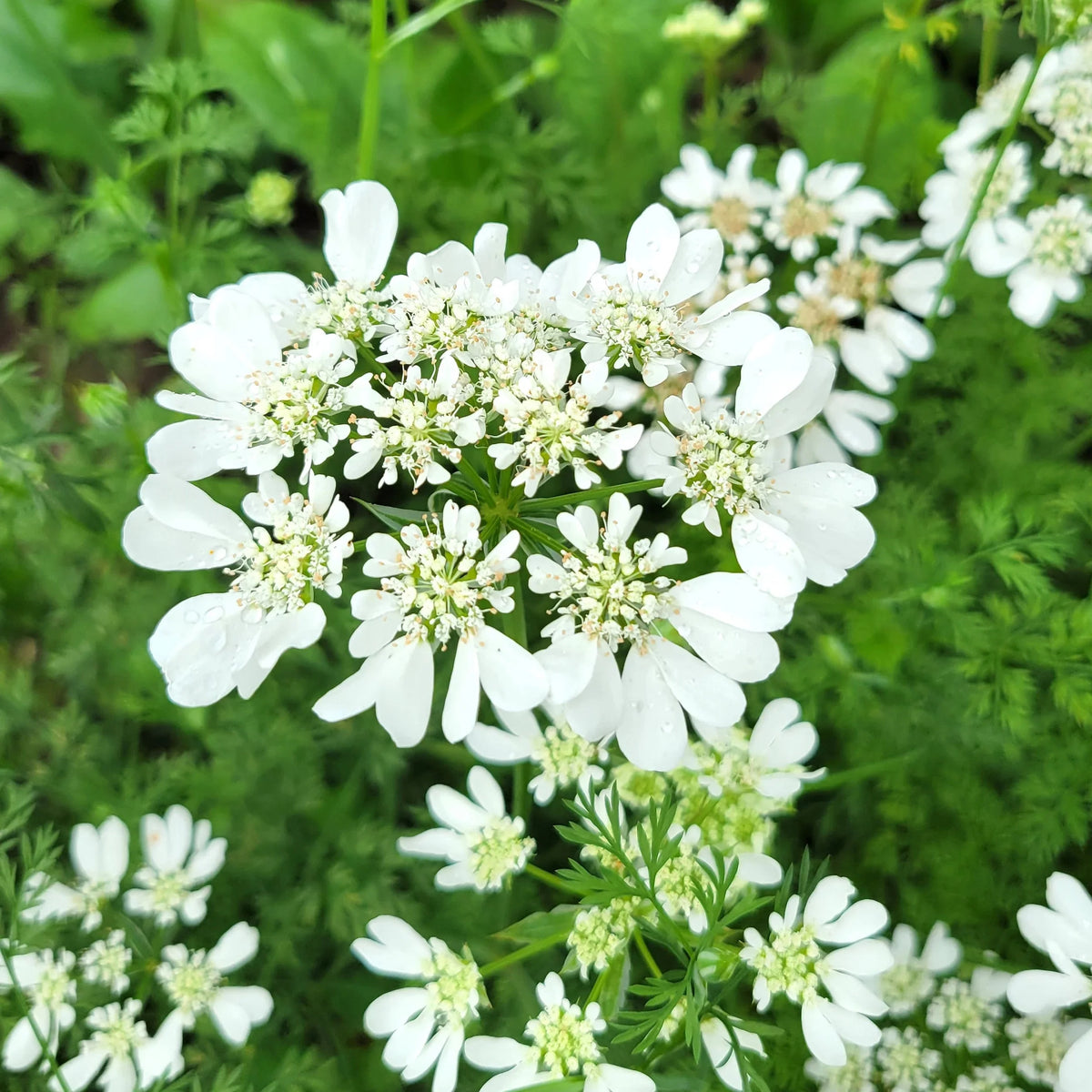 White Orlaya Flower seeds for Planting - Garden Favorite, Heirloom & GMO Free Seeds for Home Garden
Sale for planting in home garden
