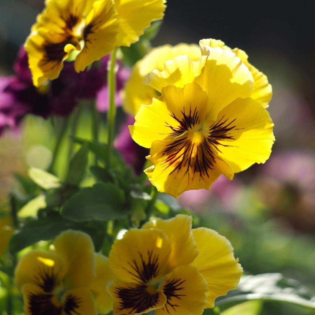 Tiger Eye Flower seeds for Planting Cottage Garden Essential Heirloom & GMO Free Seeds for Home Garden
Sale seeds for home garden planting