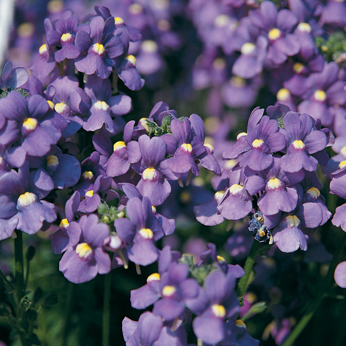 Purple Nemesia Strumosa Flower seeds for Planting Premium Quality Heirloom & GMO Free Seeds for Home Garden
Sale seeds for home garden planting
